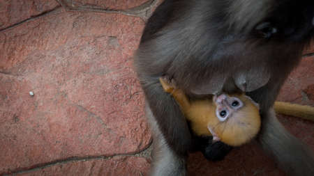 Mother holding orange baby dusky Monkey while sitting on red paved sidewalk in Khao Lommuak Thailand