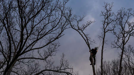 Worker with chainsaw  and helmet hanging from rope and cutting down treeの写真素材