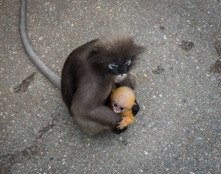 Mother sitting on pavement with orange baby dusky monkey on her lap in Khoa Lommuakの写真素材