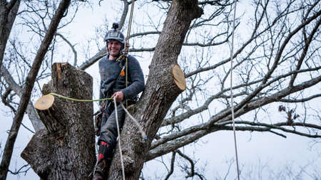 Worker with chainsaw  and helmet hanging from rope and cutting down tree