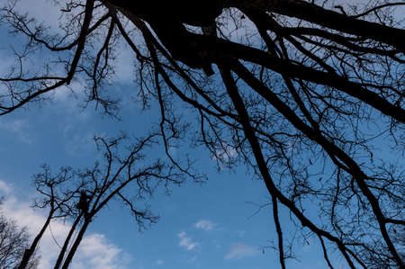 Worker with chainsaw  and helmet hanging from rope and cutting down tree