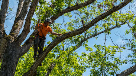 Worker in orange shirt climbing in tree cutting off dead branches in North Carolina