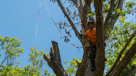 Worker in orange shirt climbing in tree cutting off dead branches in North Carolina