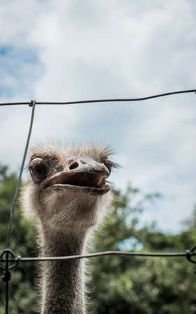 Closeup of ostrich head with trees and sky in the background in Khao Lommuak