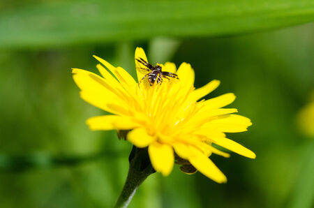 a spider on a daisy in a sunny dayの写真素材