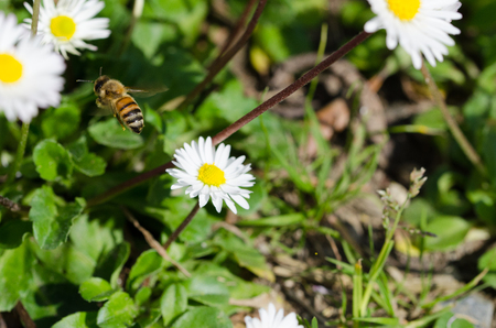 Bee in work on a daisyの写真素材