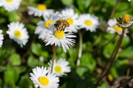 Bee in work on a daisyの写真素材