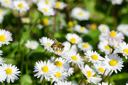 Bee in work on a daisyの写真素材