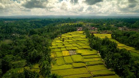 tegalalang landの写真素材