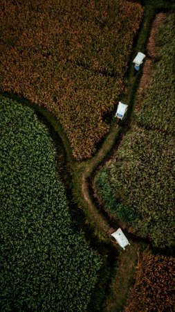 harvest day lodtunduh IIの写真素材