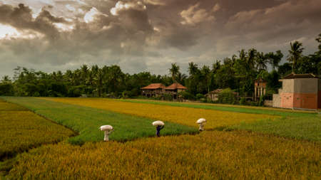 harvest day lodtunduhの写真素材