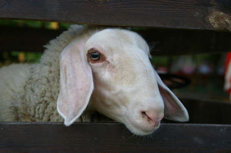 Sheep の写真素材