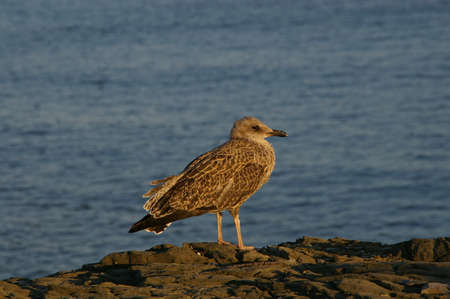 Seagull of Menorca, Cap de Favaritx, Spainの写真素材