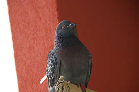 Pigeon of Bolognaの写真素材