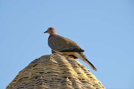 turtledove on umbrellaの写真素材