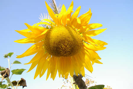 Sunflowerの写真素材