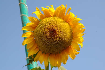Sunflowerの写真素材