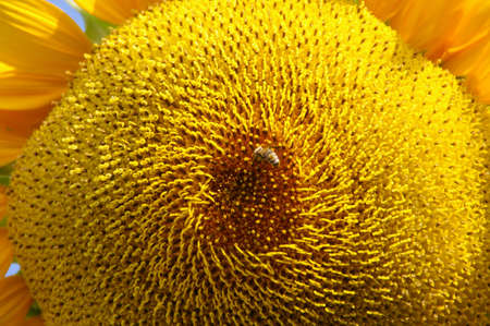a Bee to Sunflowerの写真素材