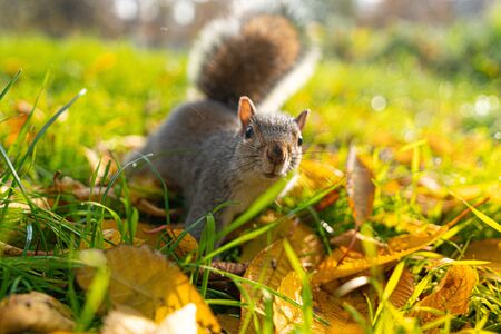 Beautiful close up of a happy squirrel on the grass, real looking