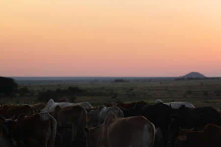 A wonderful sunset with a herd of cows in the foreground -Safari Kenya 