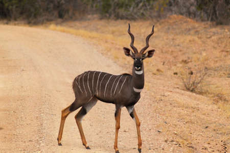 A great male of Tragelaphus Imberbis, antelope known as Lesser Kudu - Safari Kenya の写真素材