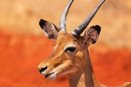 The expressive face of a young male gazelle with little horns in Safari of Kenya の写真素材