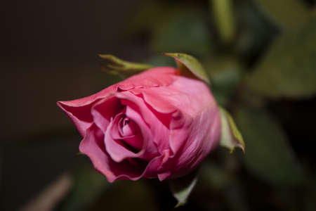 Pink Rose 