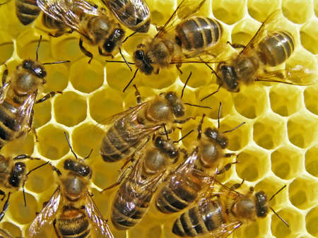 Bees build honeycombs is a cell for placing of nectar, honey, pollen and bee-bread     の写真素材