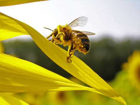 Collecting pollen of sunflower on hairs, a bee  scrapes away her in the small baskets.の写真素材
