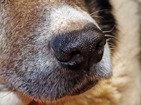 The nose of dog is the accomplished olfactory. He has a lot of receptors.