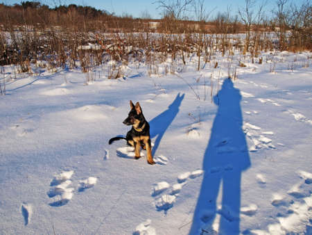 On snow evidently shade of dog and shade of photographer.の写真素材