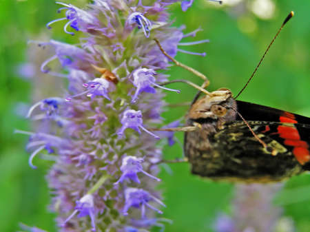 A butterfly collects nectar from flowers.