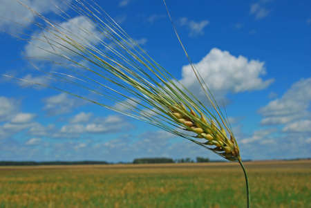 Milk maturity of barley. His corns yet shallow and soft.の写真素材