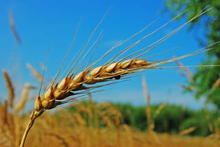 A barley ripens. His corns are large.
