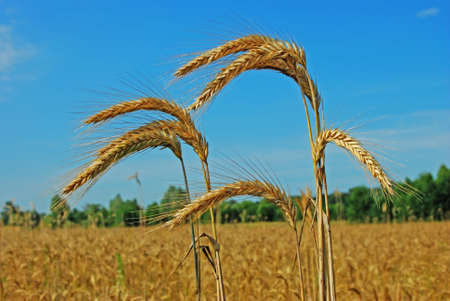 The ears of wheat are inclined downward. の写真素材