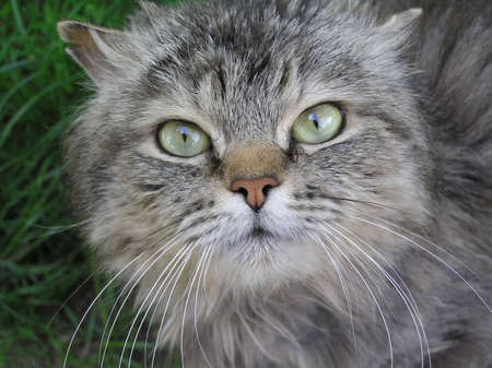 A grey cat inquiringly looks in the lens of camera.の写真素材