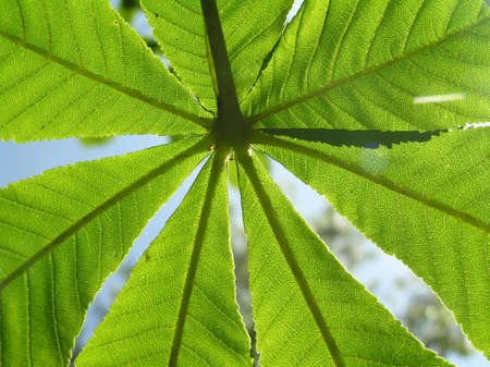 The leaves of chestnut in the passing light create geometrical figures.