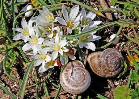 Crocuses - flowers protected by the law. On their petals there are two ladybirds.の写真素材