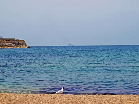 Lonely seagull and the ship leaving in swimming.の写真素材