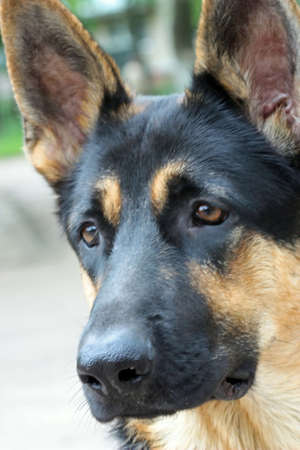 The German shepherd to Ball has clever, but sad eyes.
