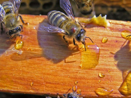 Bees collect the nectar poured on a framework.