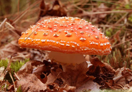 Fly agaric red (Amanita Grows in the coniferous and mixed woods. A poisonous mushroom.の写真素材