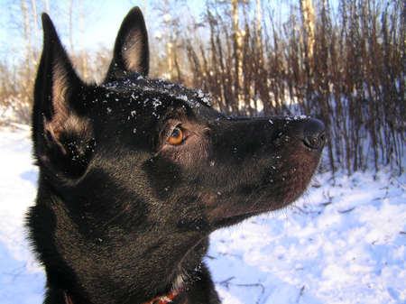 Husky - a hardy and clever hunting dog. It is well trained.の写真素材