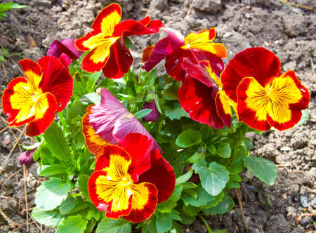 Pansies happen different colour. The picture is made in Crimea.の写真素材