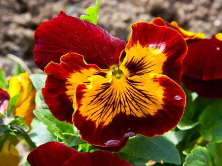 Pansies happen different colour. The picture is made in Crimea.の写真素材