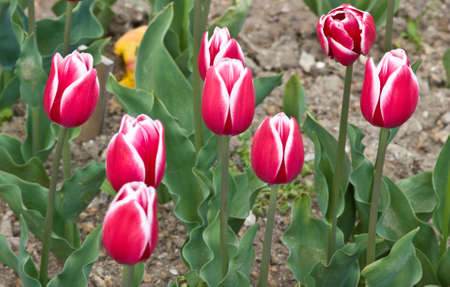 These tulips are grown up in the Nikitsky botanical garden (Crimea)の写真素材