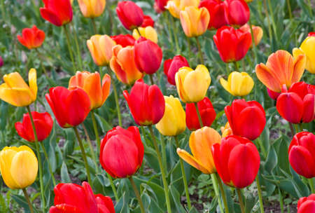 These tulips are grown up in the Nikitsky botanical garden (Crimea)の写真素材