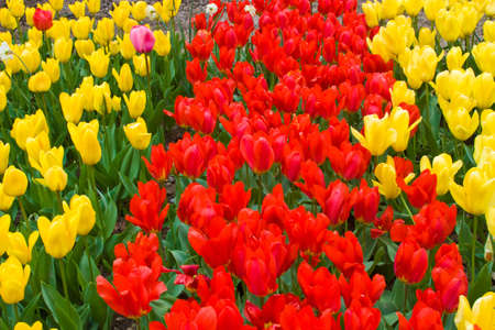 Plantation of tulips in the Nikitsky botanical gardenþ. Crimea.の写真素材