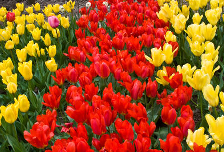 Plantation of tulips in the Nikitsky botanical gardenþ. Crimea.の写真素材