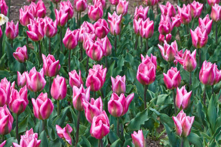 The new kind of tulips deduced in the Nikitsky botanical garden. Crimea.の写真素材